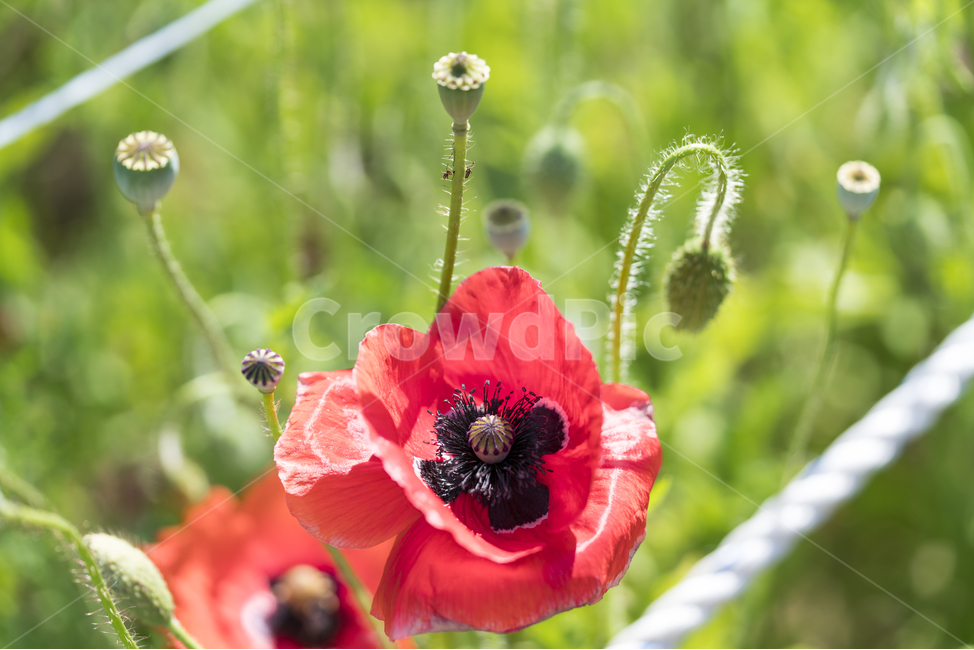 양귀비,양귀비꽃,6월,매크로,opiumpoppy,빨강,식물,자연,plants,nature,꽃,flower
