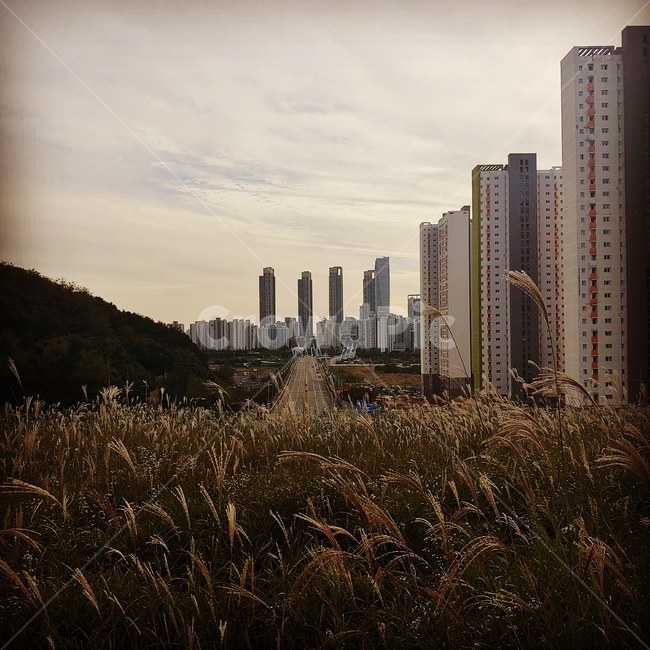 송도신도시,갈대,구름,가을하늘,힐링,도시,풍경,city,landscape,한국도시풍경,한국도시경관,korea cityscape,plant,식물,grass,잔디,lawn