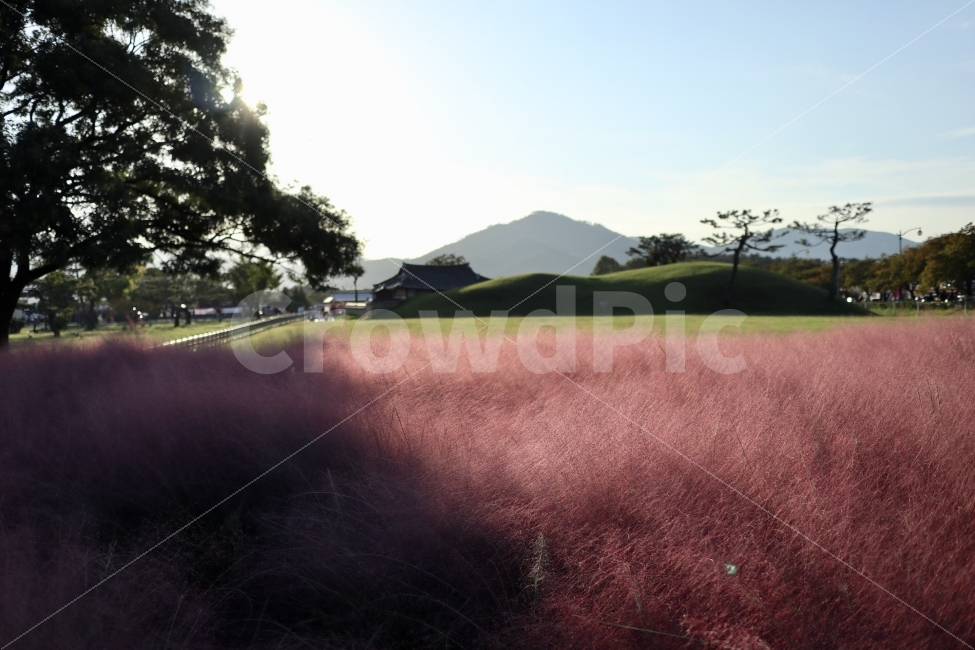 경주,배경사진,핑크뮬리,배경화면,가을사진,자연,풍경,nature,landscape,한국자연풍경,한국자연경관,korea nature landscape,한국전통,한국문화,korean traditional,korean culture,field,들