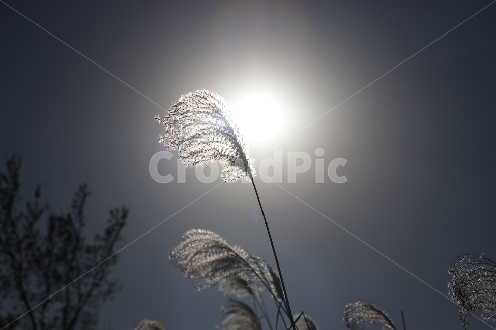 역광,갈대,석양,backlight,reed,식물,자연,plants,nature
