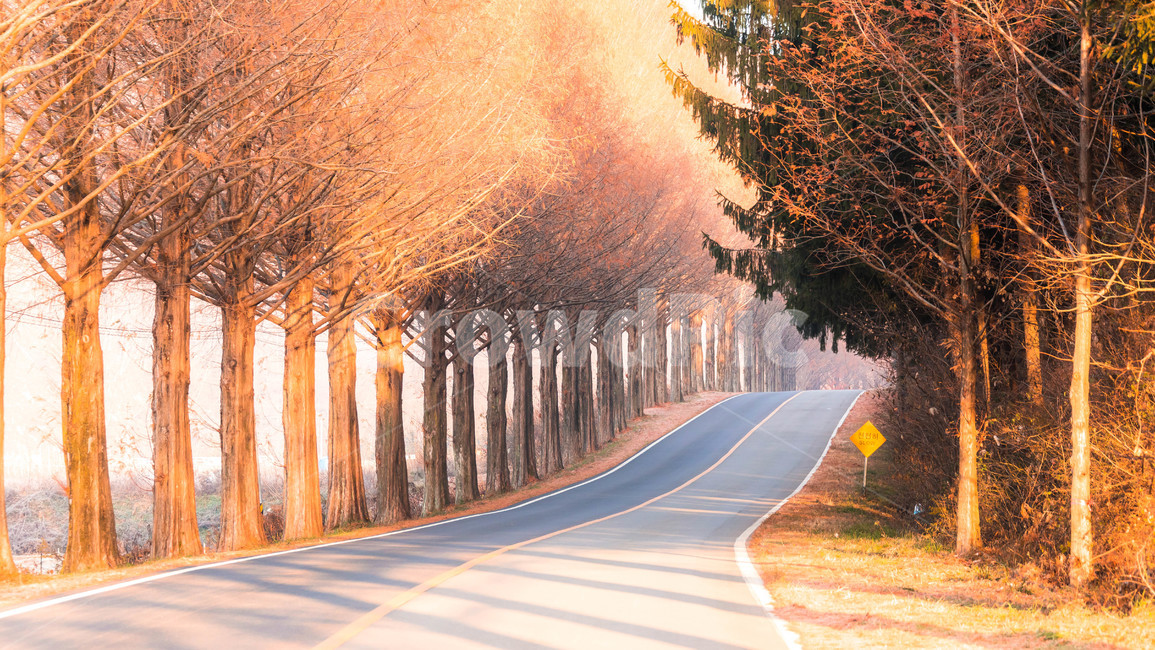 길,메타세콰이어길,아침,늦가을,풍경,모래재,가을,계절,fall,autumn,season,식물,자연,plants,nature,나무,trees,wood,교통,교통수단,traffic,transportation,road,도로,tree,plant,asphalt,아스팔트