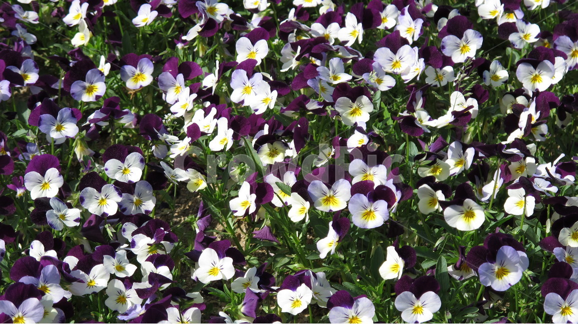 꽃,flower,plant,nature,화훼,식물,자연,plants,nature,꽃,flower