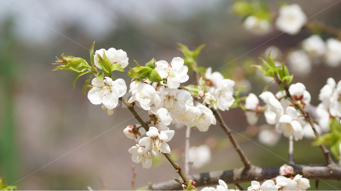 봄꽃,꽃,자연,풍경,매화,봄,계절,spring,season,식물,자연,plants,nature,꽃,flower,plant,blossom