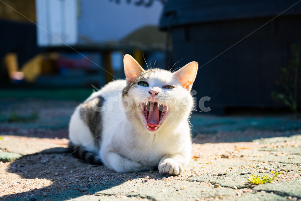 동물,고양이,길냥이,하품,동물하품,고양이하품,길냥이하품,냥아치,냥아치하품,고양이혀,길냥이혀,고양이사진,길냥이사진,동물사진,동물,animal,포유류,mammal,고양이,cat,kitten,kitty