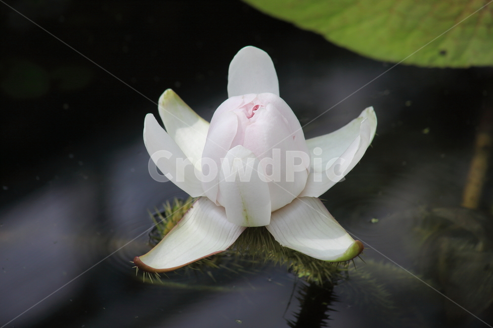 빅토리아연꽃,연꽃,수련,큰가시연꽃,victoriawaterlily