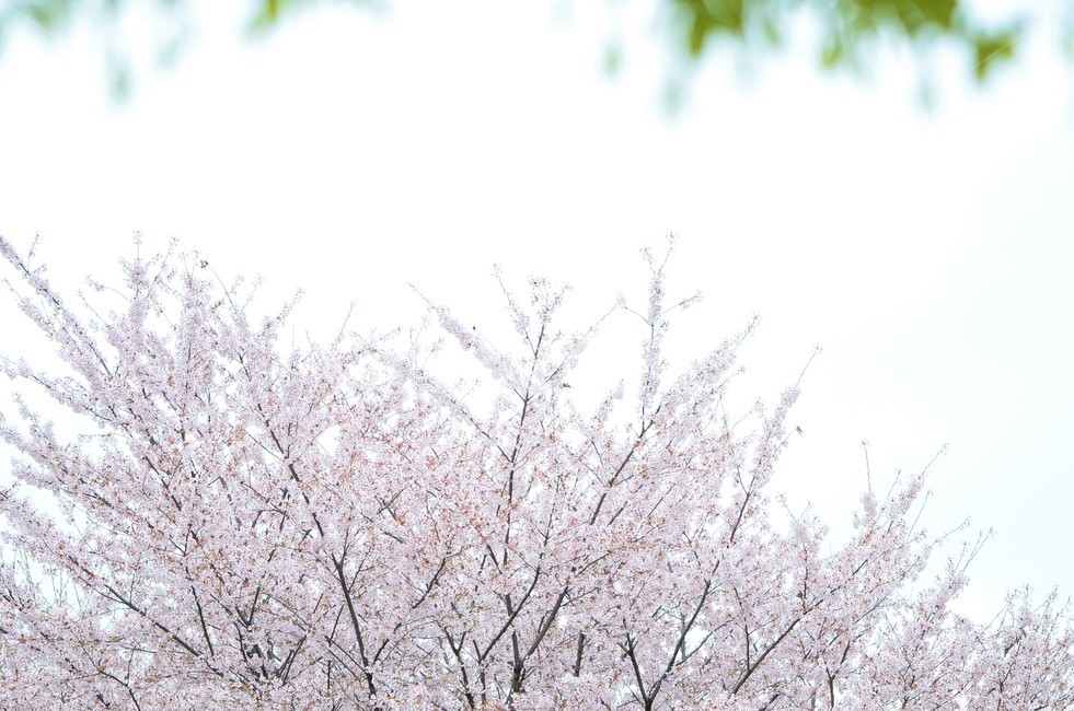 さくら,벚꽃,cheeryblossom,blossom,flower,꽃,spring,봄,봄,계절,spring,season