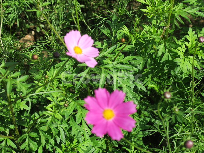 풀,꽃,초록,자연,식물,plant,식물,자연,plants,nature,꽃,flower