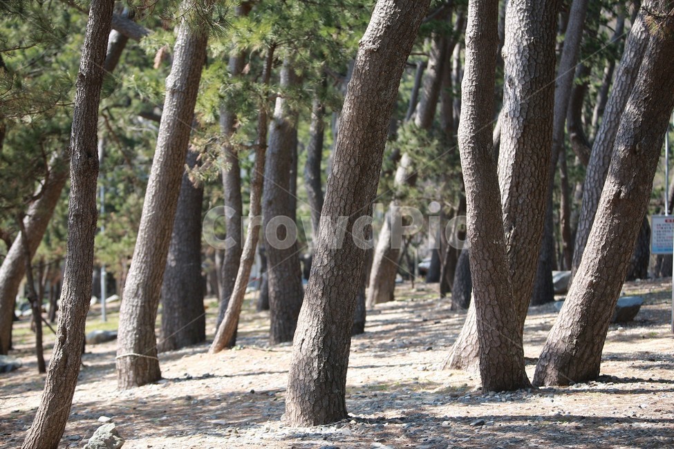 소나무,나무,숲,수형,finetree,산