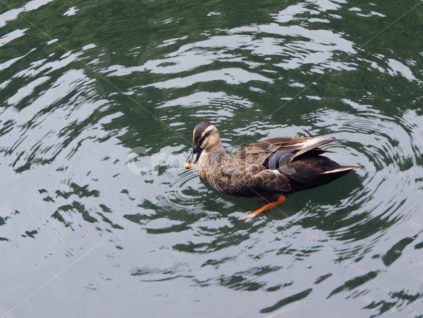 오리,자연,동물,제주도,animal,bird,새,조류,새,birds