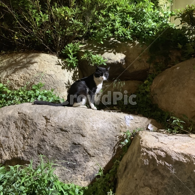 고양이,길고양이,노란색,누렁이,냥이,cat,동물,animal,alleycat,astraycat