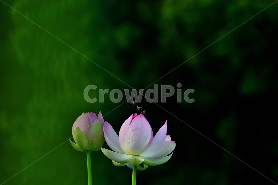 연꽃,연꽃사진,꽃과벌,개화,묵언,수행,자연,아침,식물,자연,plants,nature,꽃,flower,동물,animal,곤충,벌레,insect,bug