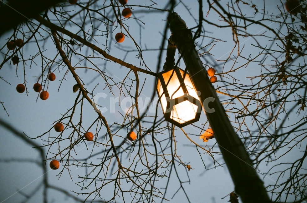 sky,evening time,proimage100,light,persimmon tree,film,Emotion,Street lamp