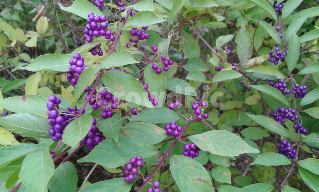 plant,식물,초록,보라,green,purple