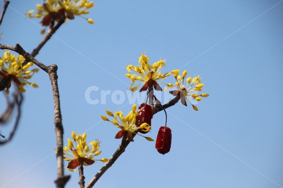 산수유,꽃,식물,층층나무,구례산수유,축제,노랑색,봄,계절,spring,season,식물,자연,plants,nature,꽃,flower,plant