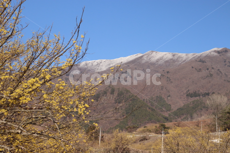 자연,노고단,산수유,감성,봄날,배경화면,자연,풍경,nature,landscape