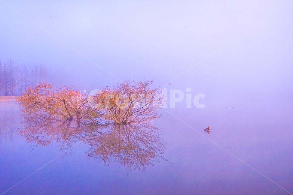 호수,안개,저수지,나무,물안개,식물,자연,풍경,여명,새벽,자연,풍경,nature,landscape,색깔,색상,색채,색감,color sense,color sensitivity,feeling of color,plant