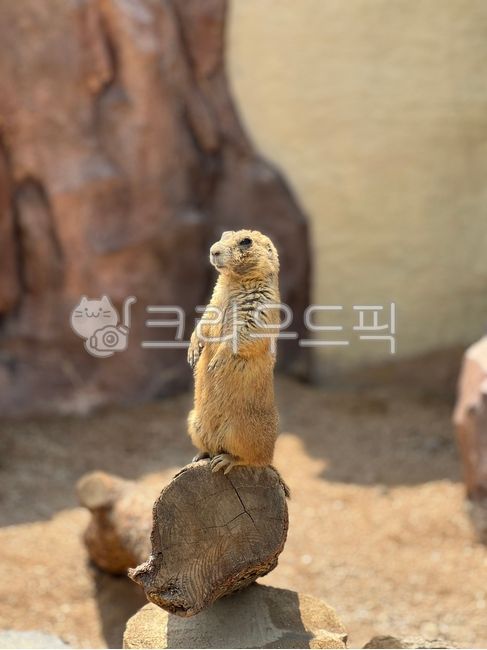프레리도그,prairiedog,cynomys,설치류,동물,애완동물,동물원,rodent,animal,프레리독