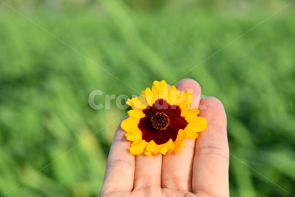 자연,꽃,손,손꽃,플라워,flower