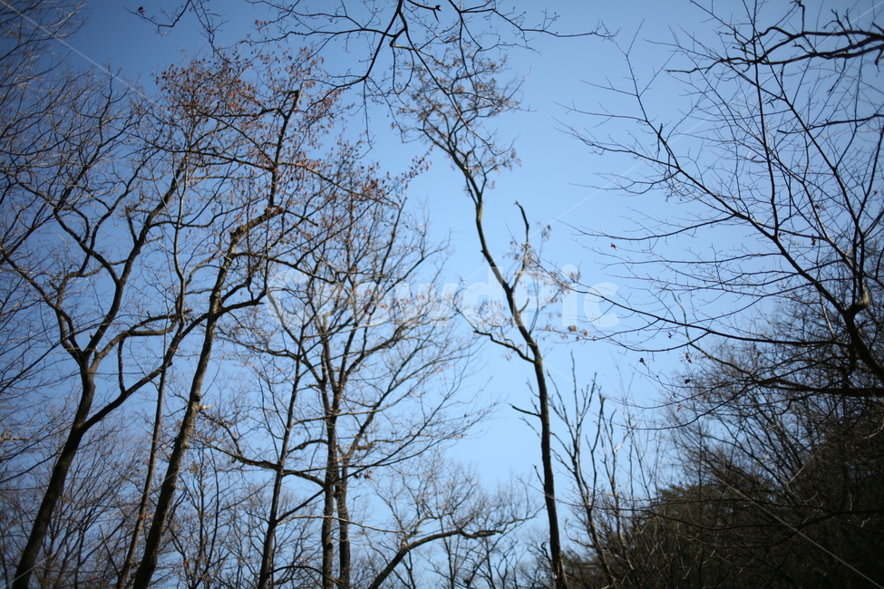 tree,나무,식물,북한산,mountain,산