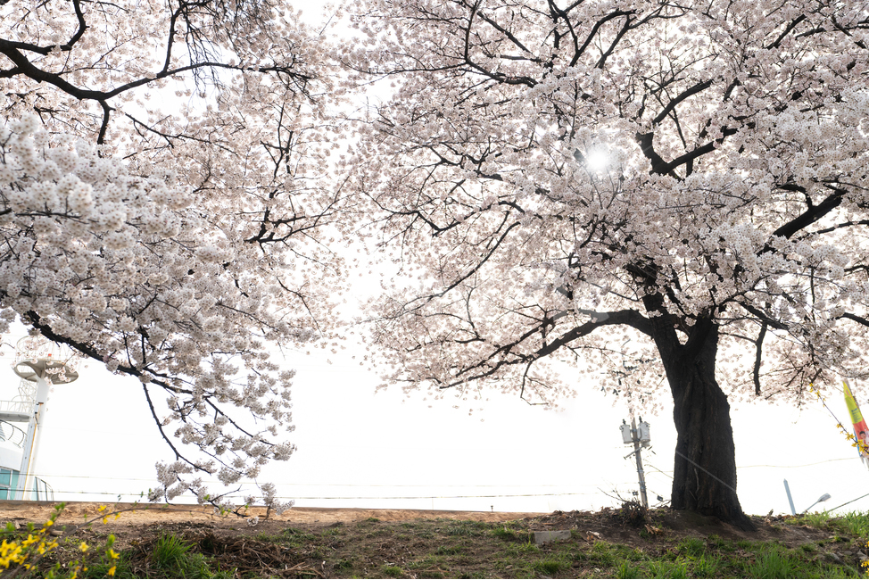 벚꽃,봄꽃,사쿠라,봄,spring,꽃,cherryblosso,계절,식물,자연