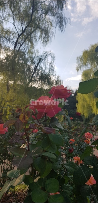rose,장미,꽃,floral,nature,bloom,flower,garden,정원,petal,꽃잎