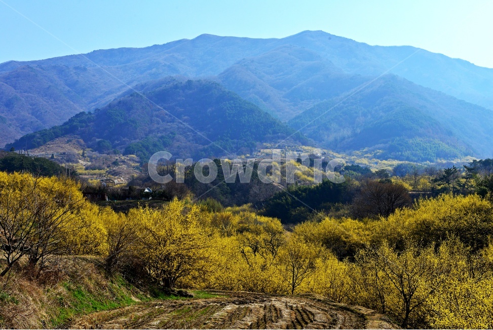 전남,구례,산동,산수유마을,산동산수유마을,산수유,산수유꽃,봄꽃,봄,계절,노랑꽃,mountain,산,mountainrange,산맥,nature,자연,outdoors,옥외,water,물,자연,풍경,nature,landscape