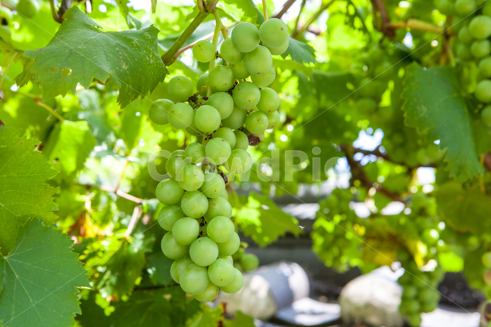 청포도,포도,여름,열매,상큼함,자연,초록,싱그러움,과일,열매,fruit