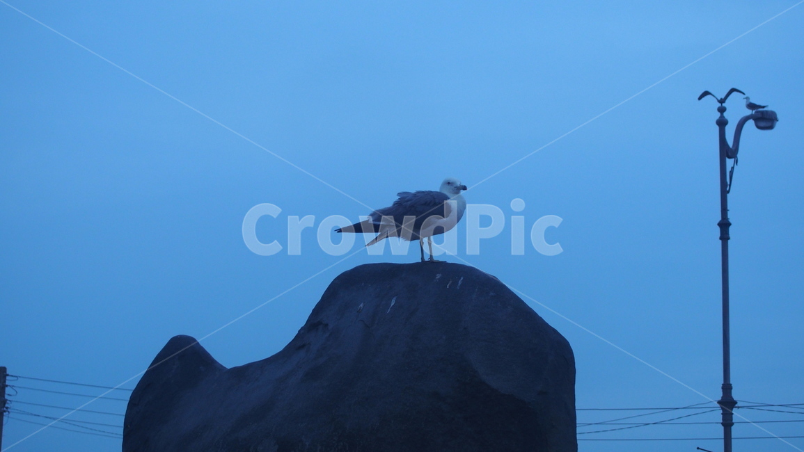 갈매기,두마리갈매기,바위,바다,해안가,파랑,blue,gull,life,rock,동물,animal,조류,새,birds