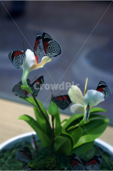 곤충,나비,날개,나비들,식물,꽃,bug,wing,butterfly,동물,animal,곤충,벌레,insect,bug