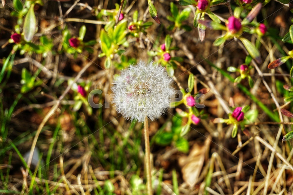 꽃,자연,flower,민들레,나무,식물,홀씨