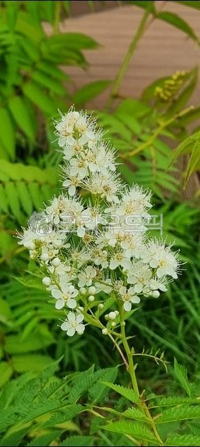 plant,식물,쉬땅나무,쌍떡잎식물,장미과,밥쉬나무