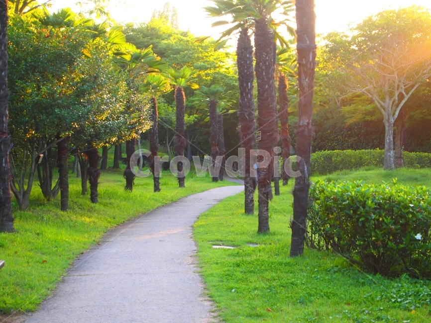 햇칩,노을,공원,나무,길,숲,자연,풍경,nature,landscape,tree,plant,식물
