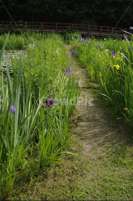 초록,신록,나무,식물,plant,길,식물,자연,plants,nature,꽃,flower