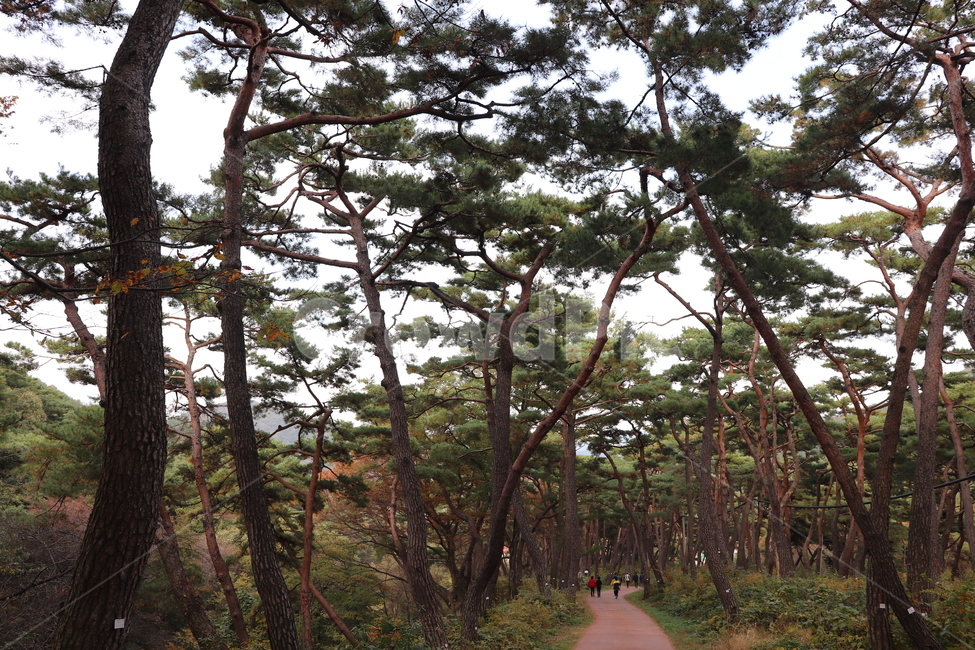 한국,아산,천년의숲,봉곡사,나무,숲,산책길,소나무,tree,plant,식물,outdoors,자연,풍경,산책로,rest,healing,등산,자연경관,relaxation