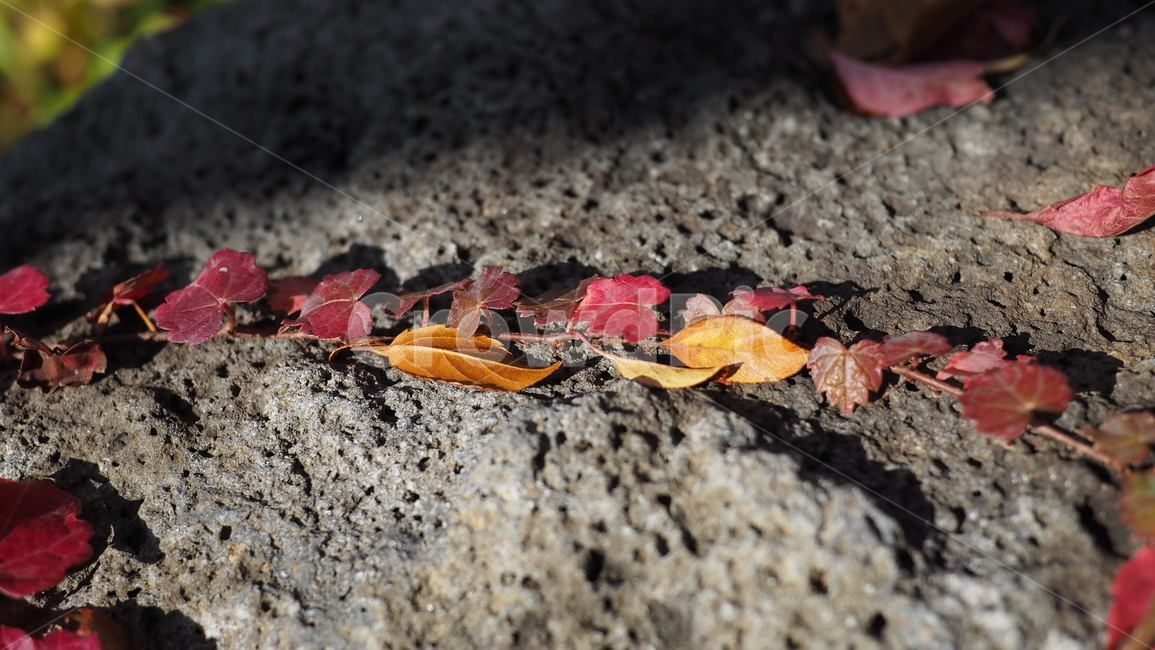 식물,잎,단풍,가을,덩쿨,leaf,plant,autumn,vine,가을,계절,fall,autumn,season,ground,바닥