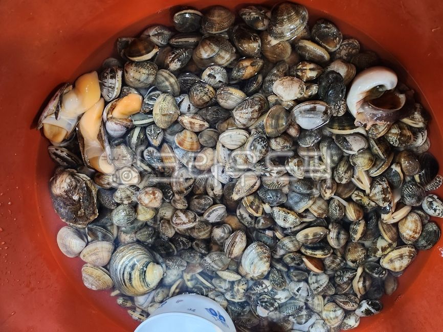 대합,무척추동물,바지락,조개,해양생물