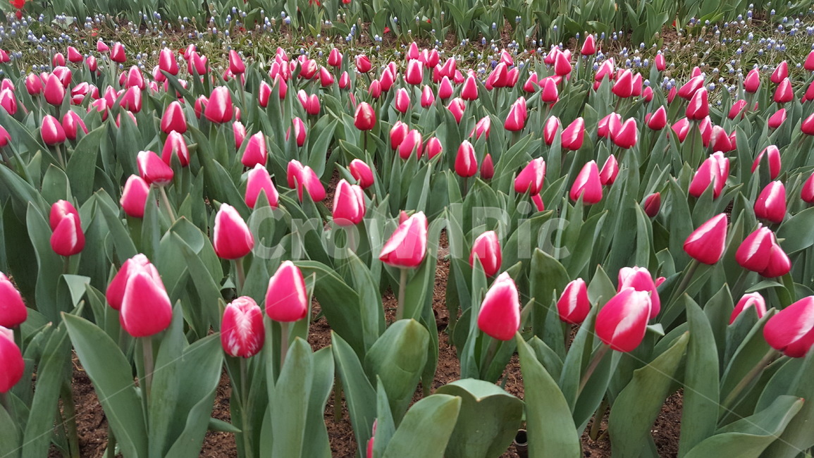 튤립,튤립축제,에버랜드,꽃축제,봄꽃,식물,자연,plants,nature,꽃,flower
