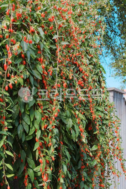 Apple tree,fruit tree,leaves,fruit,landscape,gardening,landscape design,healing,walk,greenery,outdoor,plant,park,forest,fresh,wallpaper,appletree,greenery,lush,dense park,lake,pond,garden design,summer,nature,scenic,peaceful,bac