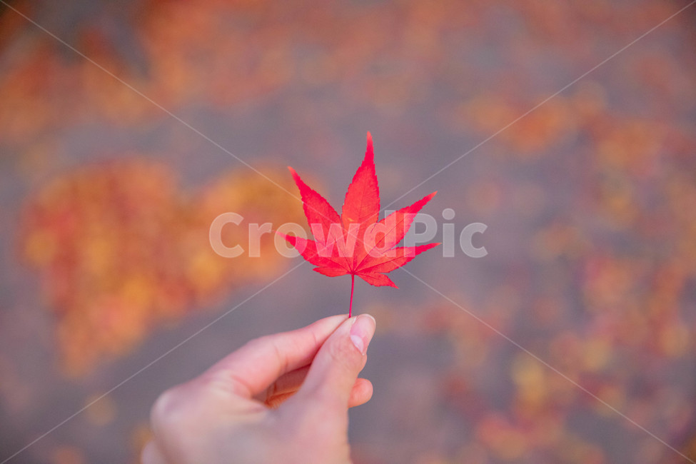낙엽,단풍,가을,나무,감성,가을,계절,fall,autumn,season,사람,인물,인간,human,person,신체일부,몸,body,leaf,잎,plant,식물,tree