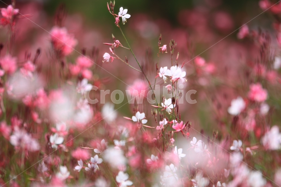 꽃,코스모스,가을,배경화면,사랑,가을,계절,fall,autumn,season,식물,자연,plants,nature,꽃,flower,감성,sensible,feeling,plant,blossom
