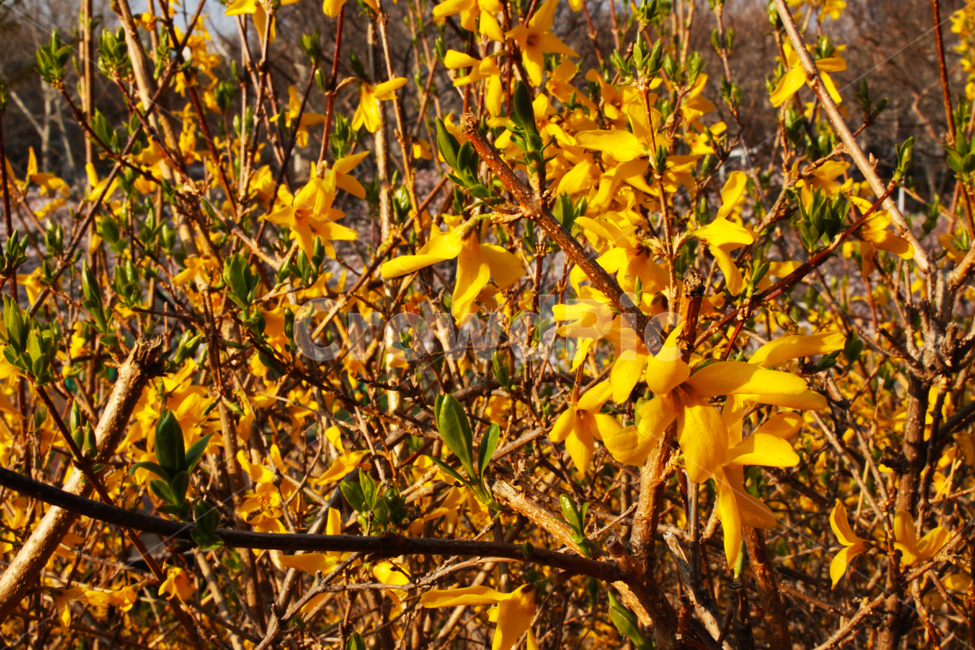 plant,식물,leaf,잎,개나리,자연