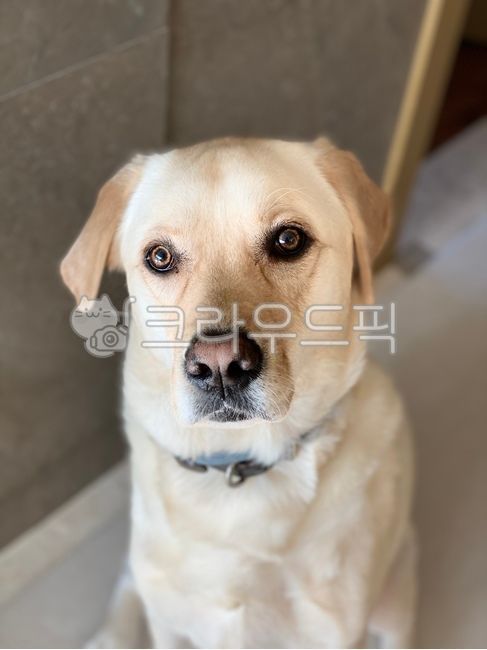 animal,래브라도리트리버,labradorretriever,애완동물,dog