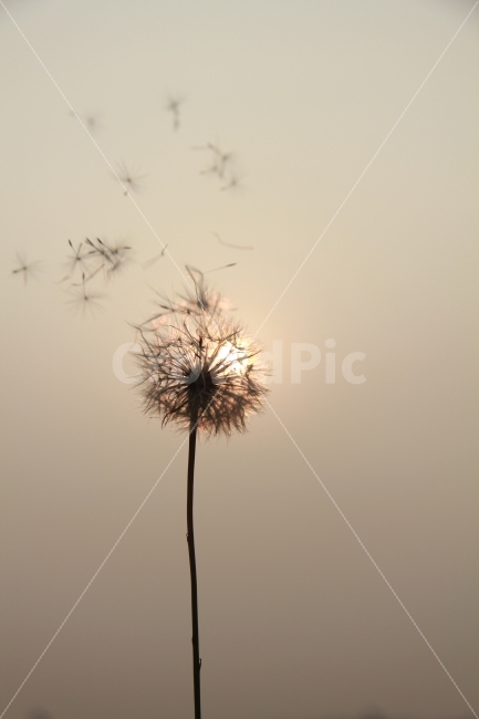 민들레,석양,꽃,바람,휘날리다,빛,식물,자연,plants,nature,감성,sensible,feeling,꽃,flower