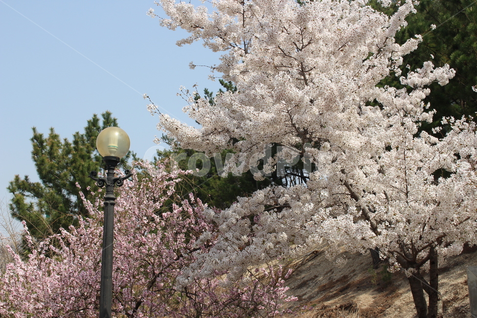 벚꽃,가로등,낮,꽃,하늘,봄,계절,spring,season,자연,풍경,nature,landscape,plant,식물