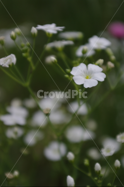 안개꽃,꽃,flower,식물,plant,자연,nature
