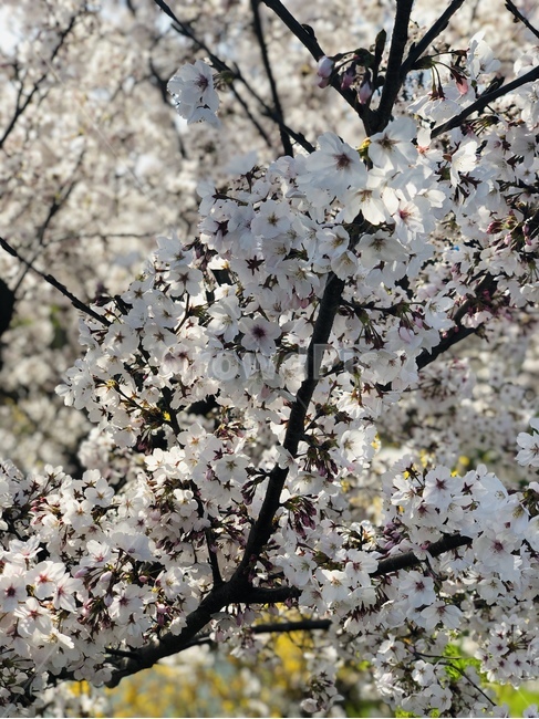 plant,식물,flower,blossom,꽃,cherryblossom,벚꽃,자연,나무,환경,꽃놀이,봄,봄나들이,축제