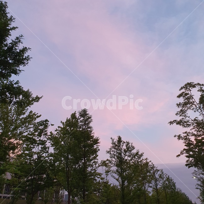 하늘,푸른하늘,나무,초저녁,여름하늘,초저녁하늘,초록,핑크빛하늘,sky