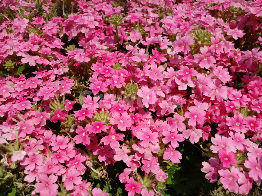 버베나,verbena,식물,빨간색꽃,일년초