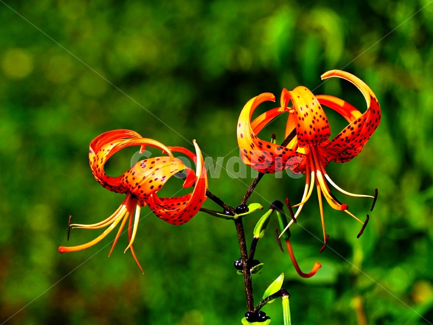 flower,lily,plant,nature,꽃,식물,자연,릴리,백합,식물,자연,plants,nature,꽃,flower