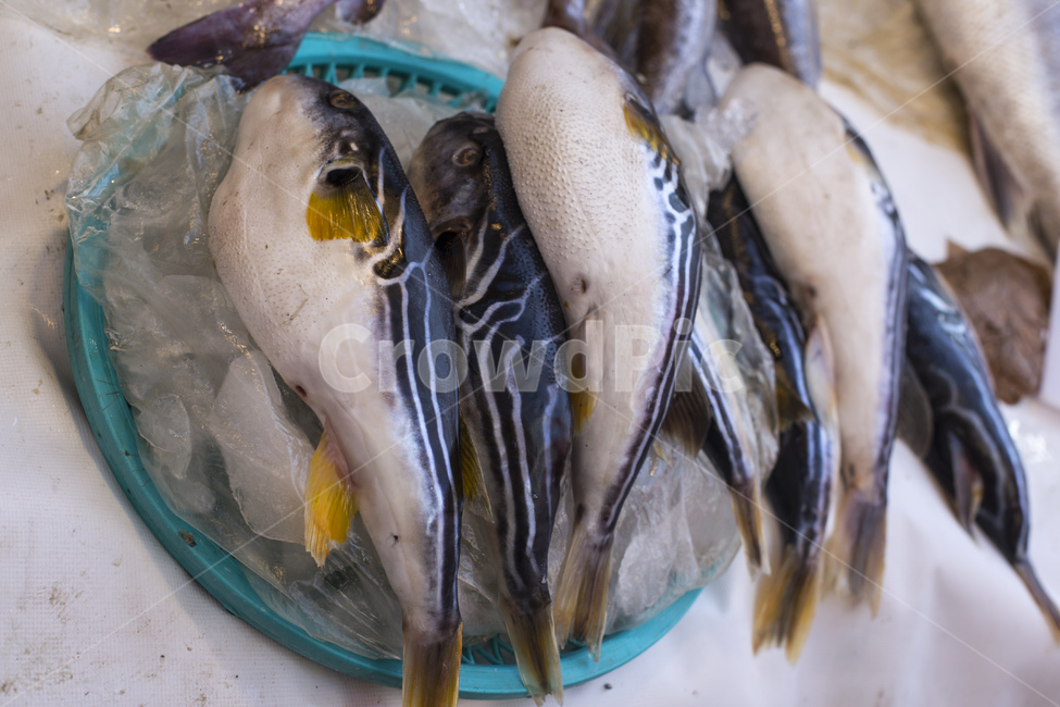 복어,생선,어류,시장,단백질,독,찜,탕,수산시장,수산물,복,시장,마트,마켓,market,mart,market place,음식,식재료,요리,food,cook,meal,dishes,food reserves,수산물,해산물,fishery products,seafood